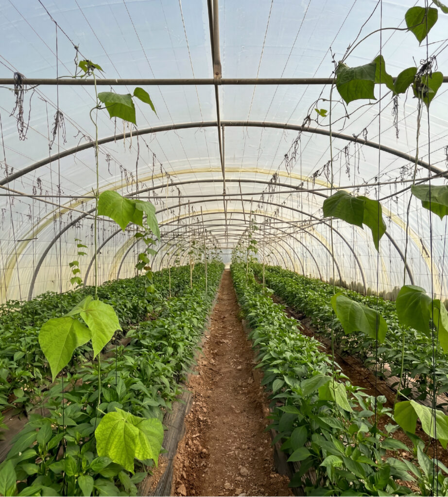 roots and fruits diala sweets about us image 03